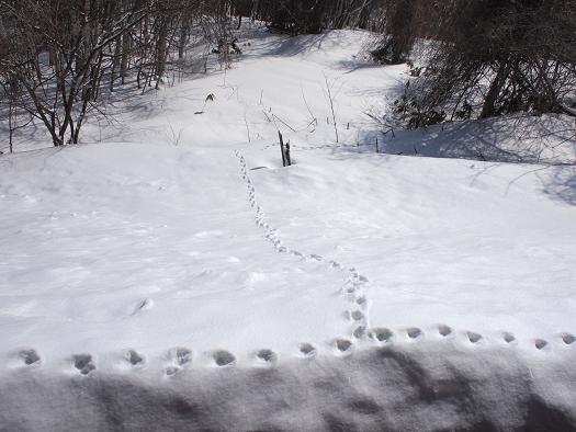 雪の中で春の予感☆_d0087270_10565532.jpg