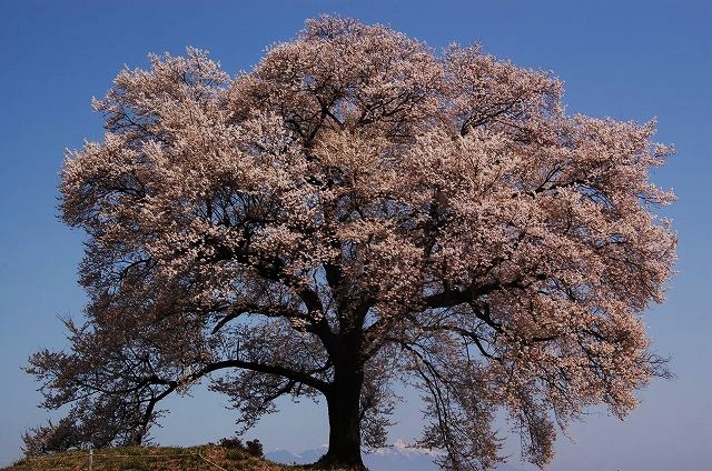 ワニ塚の桜から神田の大糸桜_f0220774_1703387.jpg