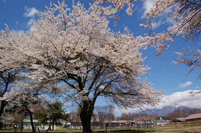 ワニ塚の桜から神田の大糸桜_f0220774_17133481.jpg