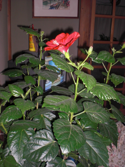 b0157276_16525787.jpg