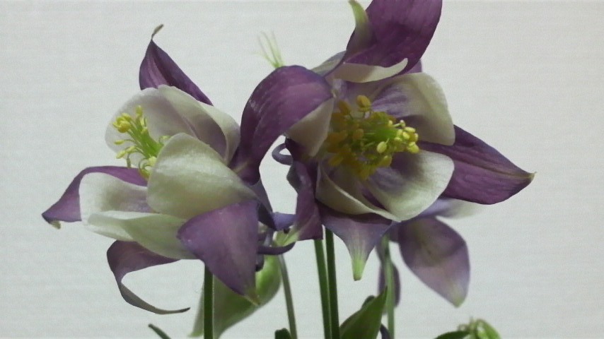 b0134285_1143390.jpg