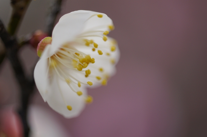 瑠璃光寺と梅の花_f0189086_19412083.jpg