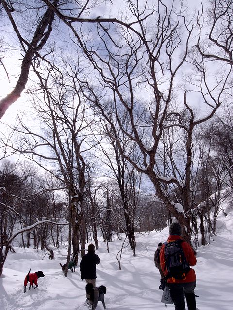 雪遊び合宿裏磐梯　11-14 Feb 2010 V9スノーシュー編_a0093592_1571377.jpg