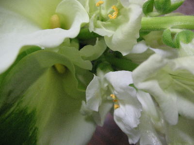 c0178009_17262419.jpg