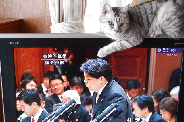 今日はメグとチビが登場。_a0112812_22454188.jpg