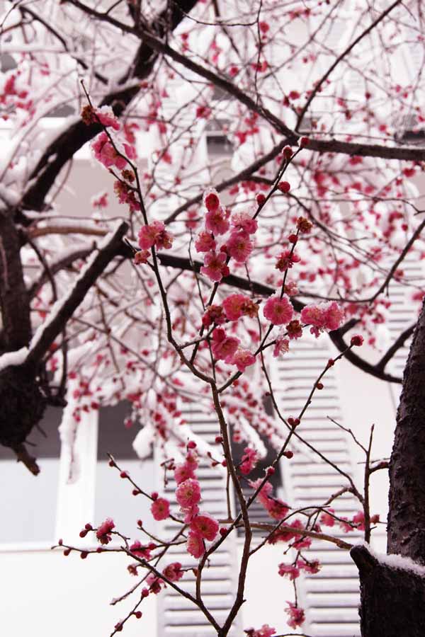 雪の中の梅の花_d0028322_19105431.jpg