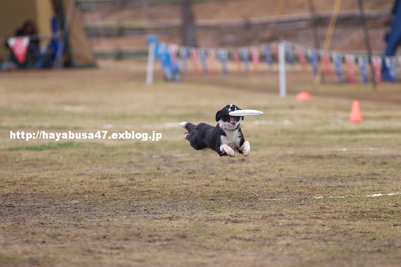 JFA全日本フリスビードッグ公式選手権 in フルーツフラワーパーク vol.3_a0095531_23504170.jpg