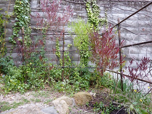 ドドナエアが色付いています Yoko Gardenの小部屋