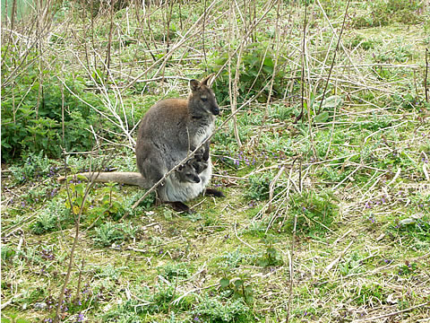 Whipsnade Zoo_f0100343_1251233.jpg