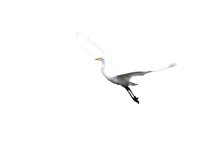 鳥アニメ のぶさんの徒然草 鳥アニメ のぶさんの徒然草