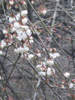 e0069647_1830271.jpg