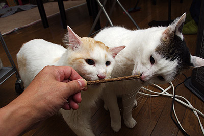 これを食べると「ぶ」顔になる。_a0028451_146673.jpg