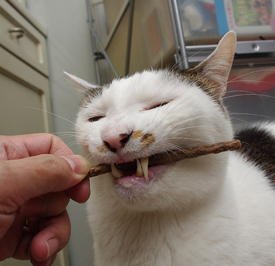 これを食べると「ぶ」顔になる。_a0028451_1471474.jpg