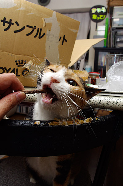 これを食べると「ぶ」顔になる。_a0028451_1492346.jpg