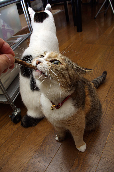これを食べると「ぶ」顔になる。_a0028451_1522314.jpg