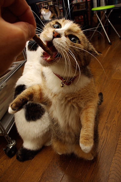 これを食べると「ぶ」顔になる。_a0028451_152479.jpg