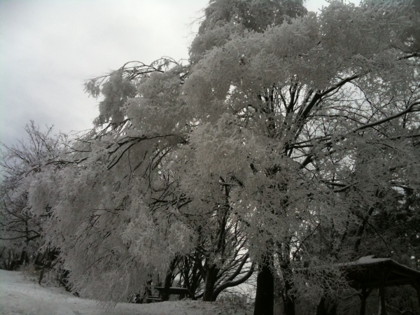 今熊～高尾　、雪の木抜粋_f0052956_1234911.jpg