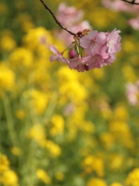 河津桜が見たくて_b0138661_215856.jpg