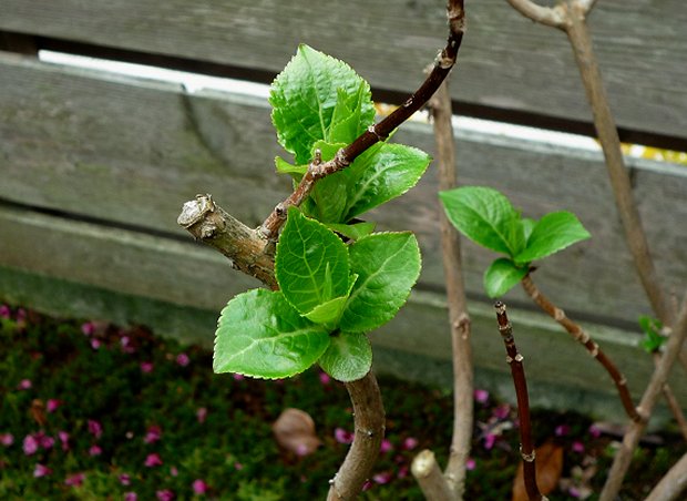 春の芽吹き２０１０・その３_d0030373_20531028.jpg