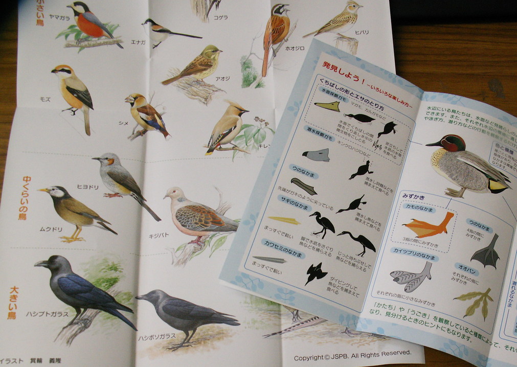 ★日本鳥類保護連盟さんのパンフレット_e0046474_16563052.jpg