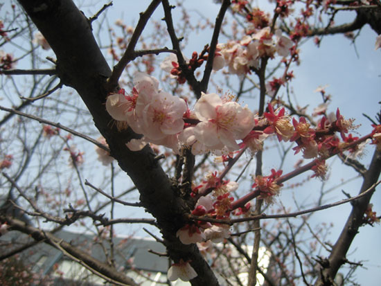 c0160094_20154234.jpg