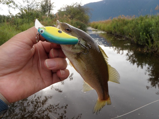 エドモン : Nishine Lure Works 裏日記