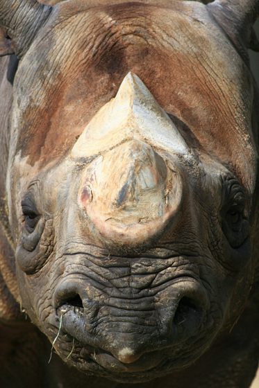 ジャンクボディ_b0016600_22464736.jpg