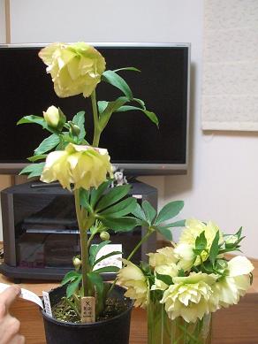 f0179203_16174579.jpg