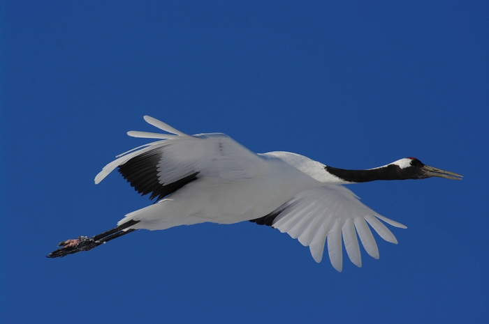 北海道写真２アニマル編_c0146510_13393412.jpg