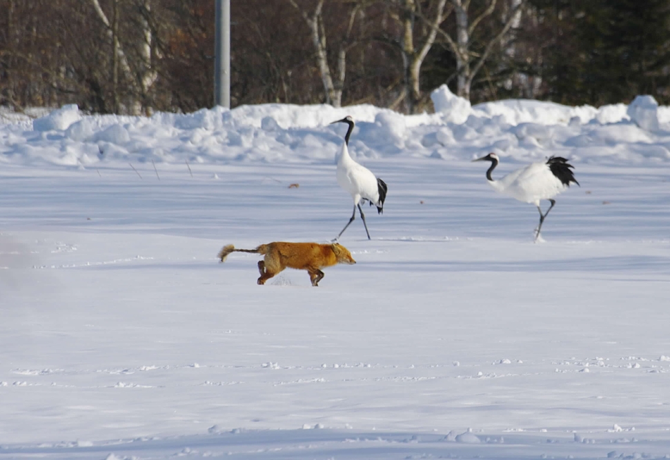 北海道写真２アニマル編_c0146510_134813.jpg