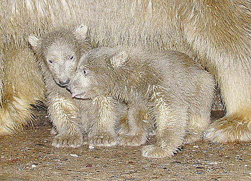 サンクトペテルブルクの動物園で昨年末に誕生した赤ちゃんが産室を出た！_a0151913_209655.jpg