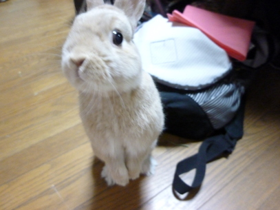 2010.3.4    生バナナをおくれ !_b0062214_20361569.jpg