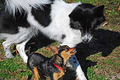 抜けない犬歯_a0094015_0213868.jpg