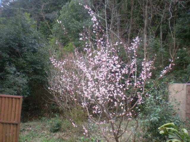 [春花」の季節~~_a0125419_10481698.jpg