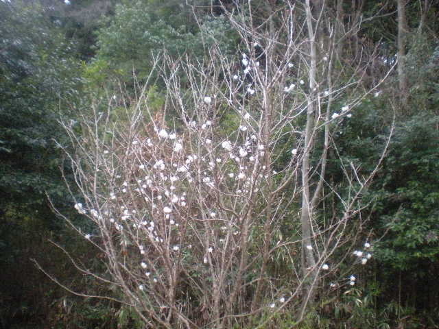 [春花」の季節~~_a0125419_1051584.jpg