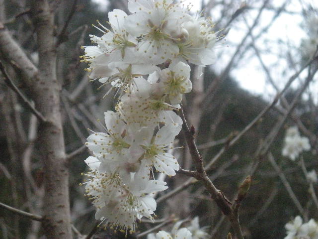 [春花」の季節~~_a0125419_10521239.jpg
