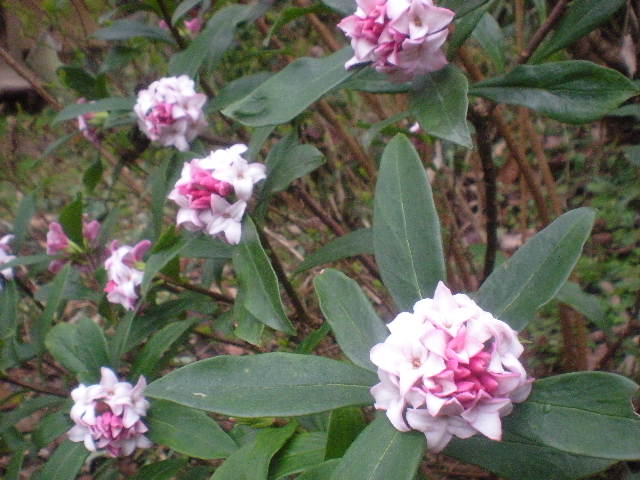 [春花」の季節~~_a0125419_1055129.jpg