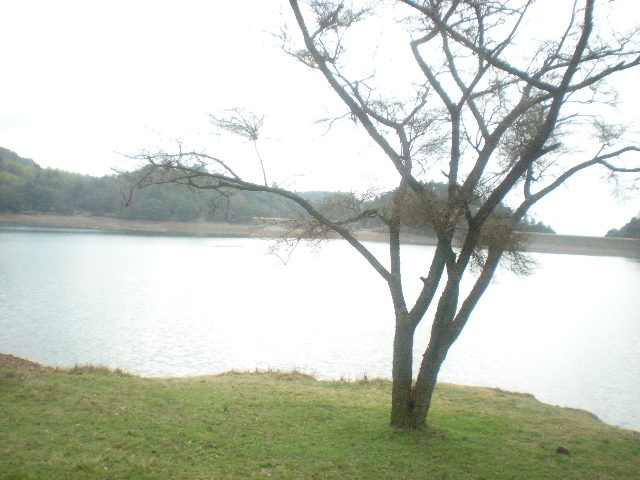 [春花」の季節~~_a0125419_10561170.jpg