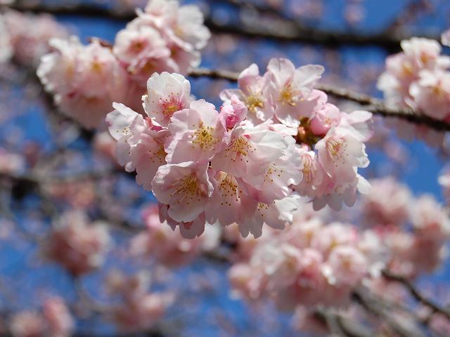 大寒桜 オオカンザクラ 花の仲間調べ