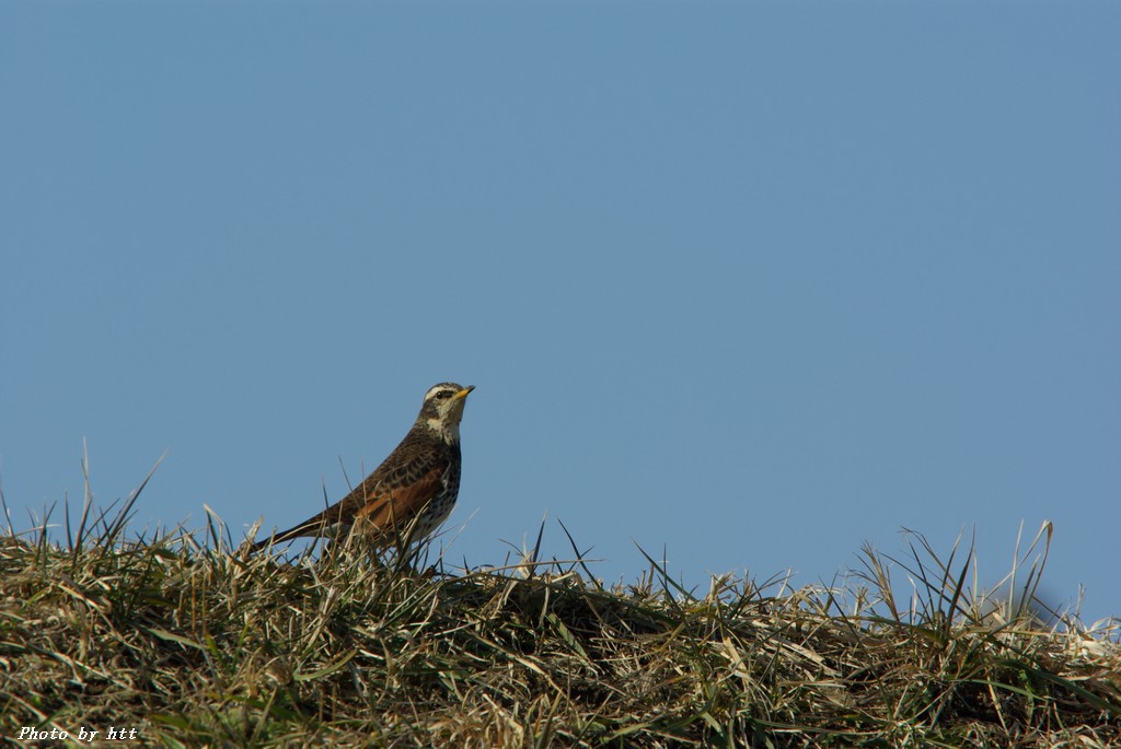 江合川の野鳥　その４　小鳥編_f0148627_21154248.jpg