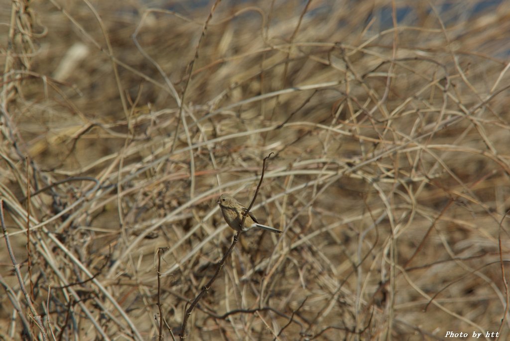 江合川の野鳥　その４　小鳥編_f0148627_21195153.jpg