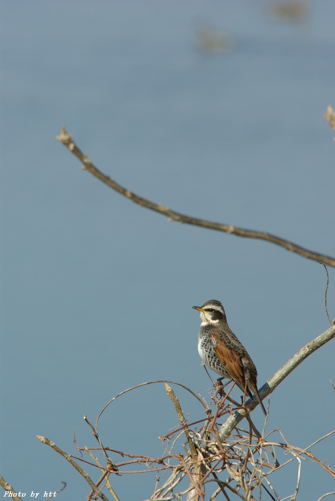 江合川の野鳥　その４　小鳥編_f0148627_2183975.jpg