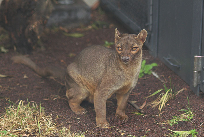 マダガスカル館_a0091329_2035817.jpg