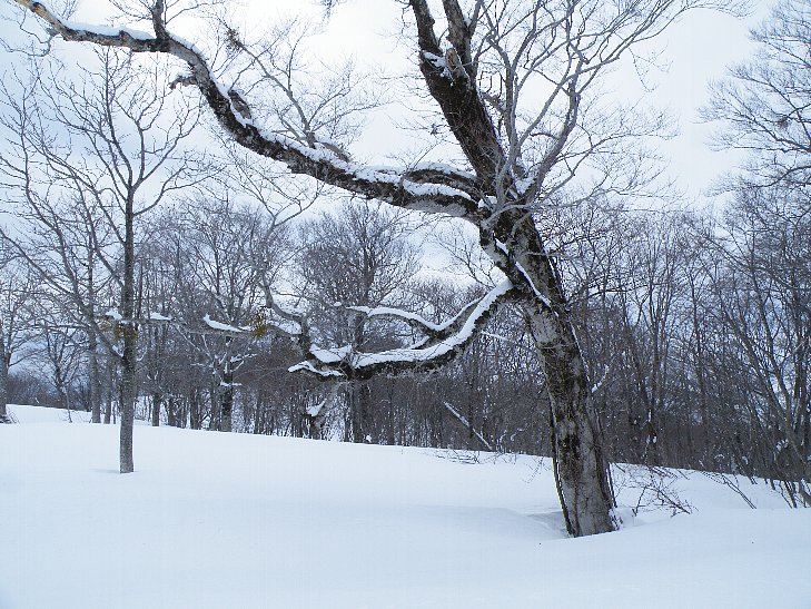 雪旅籠補修・・・の前に_f0118332_2148423.jpg