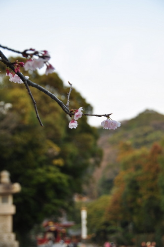 鶴岡八幡宮・そして師匠のコンサート♪_c0133533_23423216.jpg