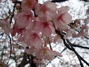 蜂須賀桜　～はちすか桜・原田家～　（徳島市）_e0146338_17154258.jpg