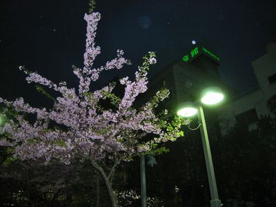 立春桜_c0180341_2384024.jpg