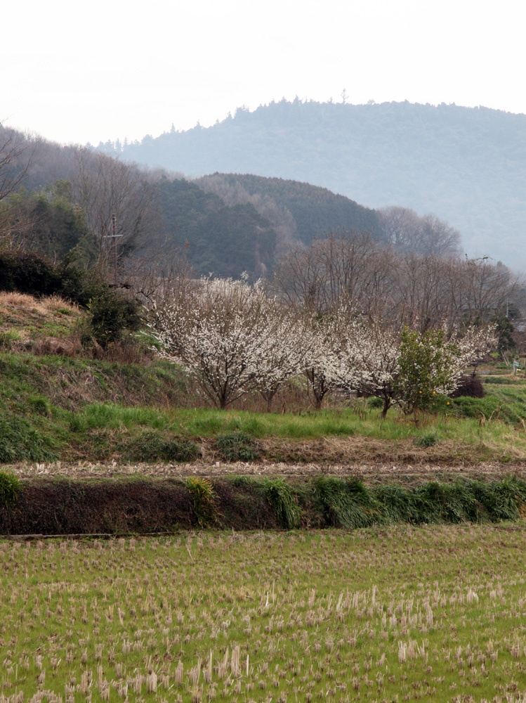 天理市　崇神天皇陵より三輪山と梅_c0108146_20265383.jpg