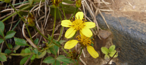 KULIOUOU RIDGE TRAIL_a0132260_942668.jpg