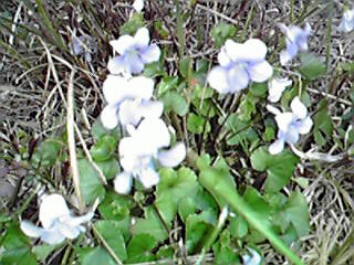 c0011169_8142275.jpg